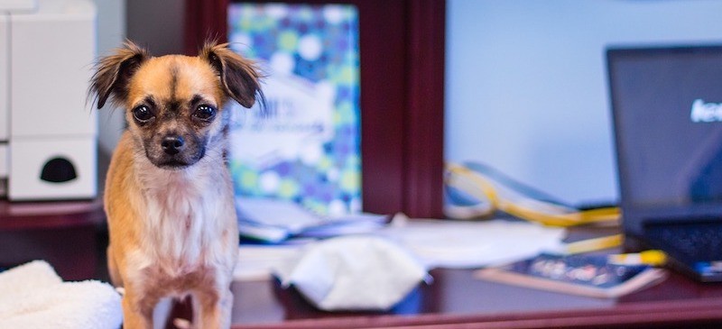 Drei gute Gründe für einen Bürohund